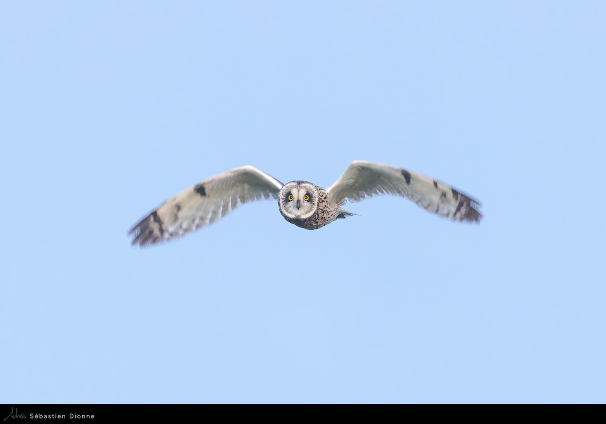 Short-eared Owl - ML517009451