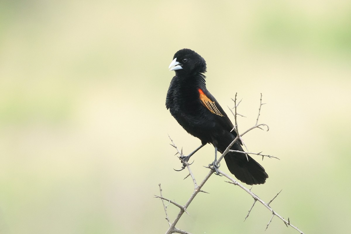 Fan-tailed Widowbird - Daniel Engelbrecht - Birding Ecotours