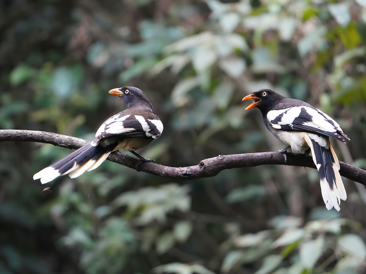 White-winged Magpie - peng su