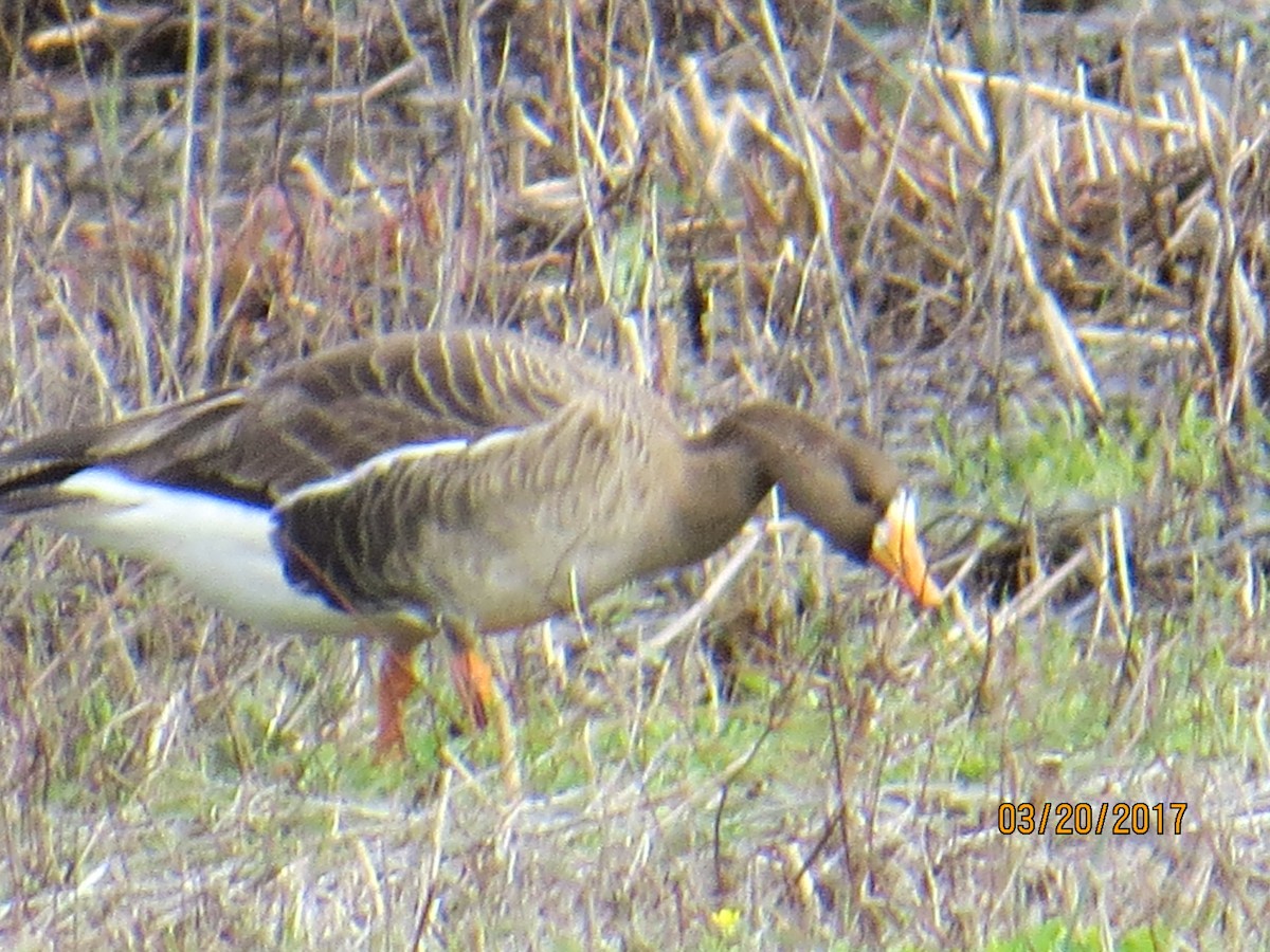 Greater White-fronted Goose - ML51701541