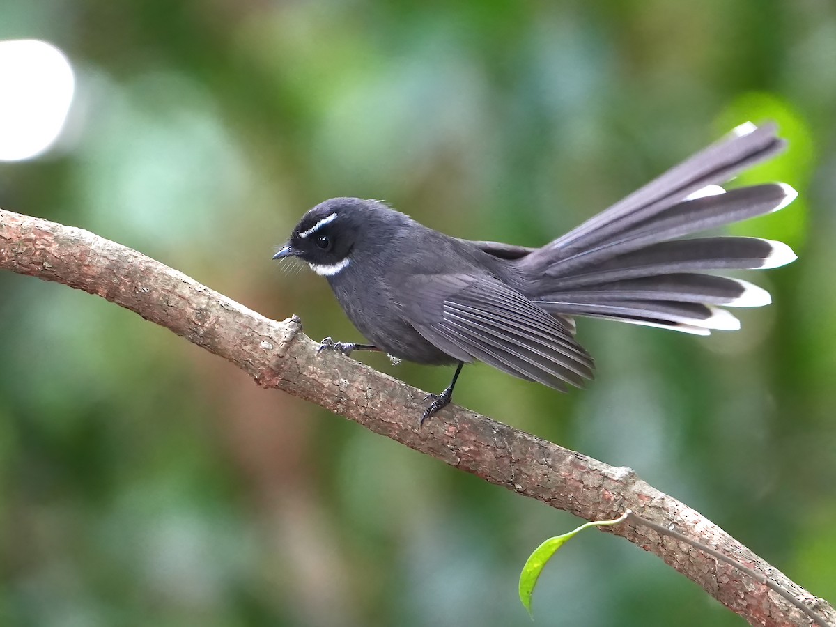 White-throated Fantail - ML517018541