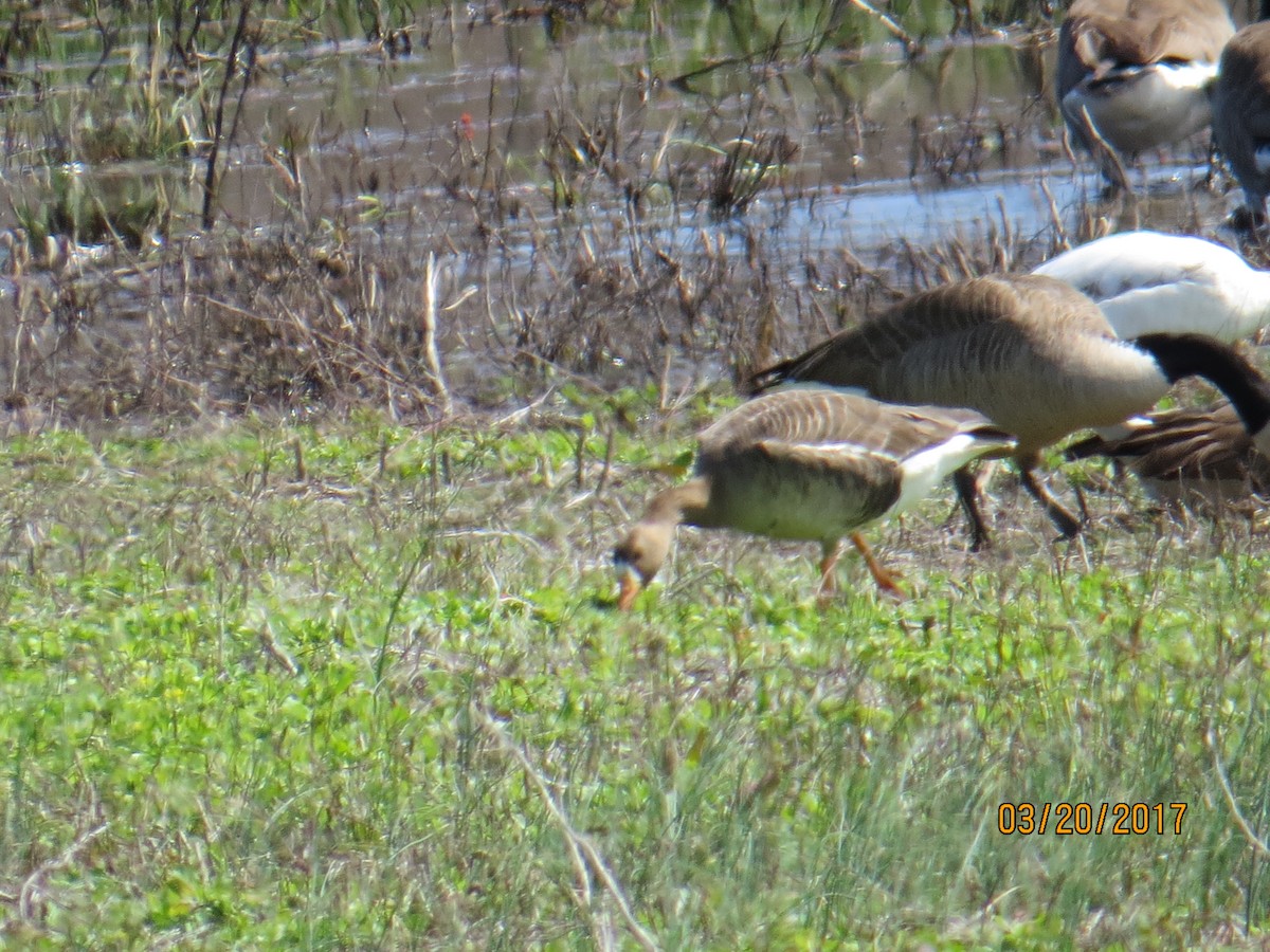 Greater White-fronted Goose - ML51701891