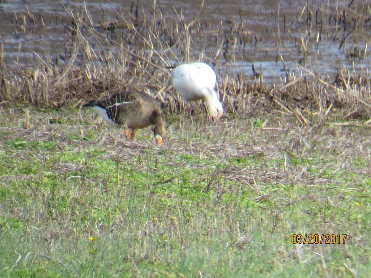 Greater White-fronted Goose - ML51702061