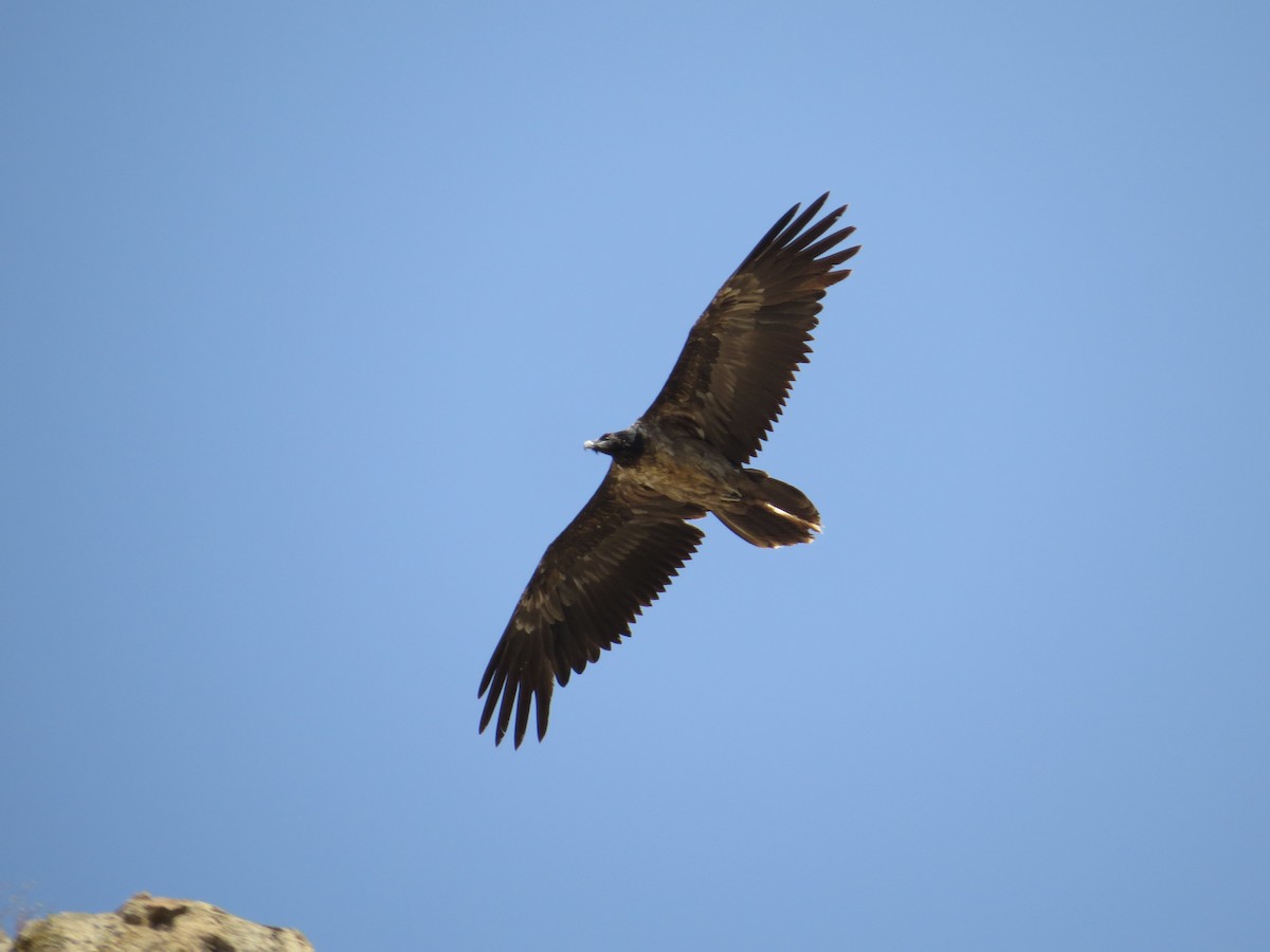 Bearded Vulture - ML517021601