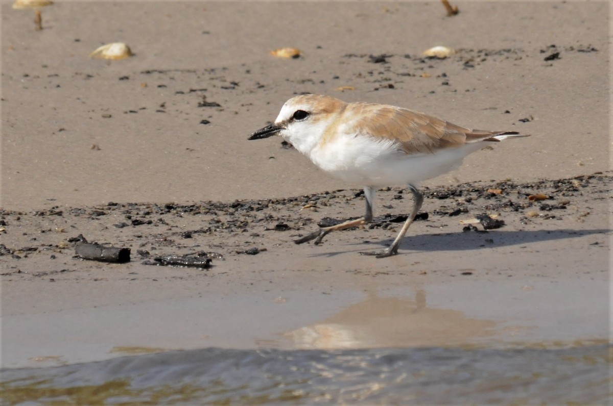 White-fronted Plover - Bruce Mast