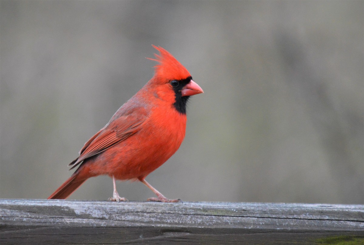 Northern Cardinal - Davette Saeler
