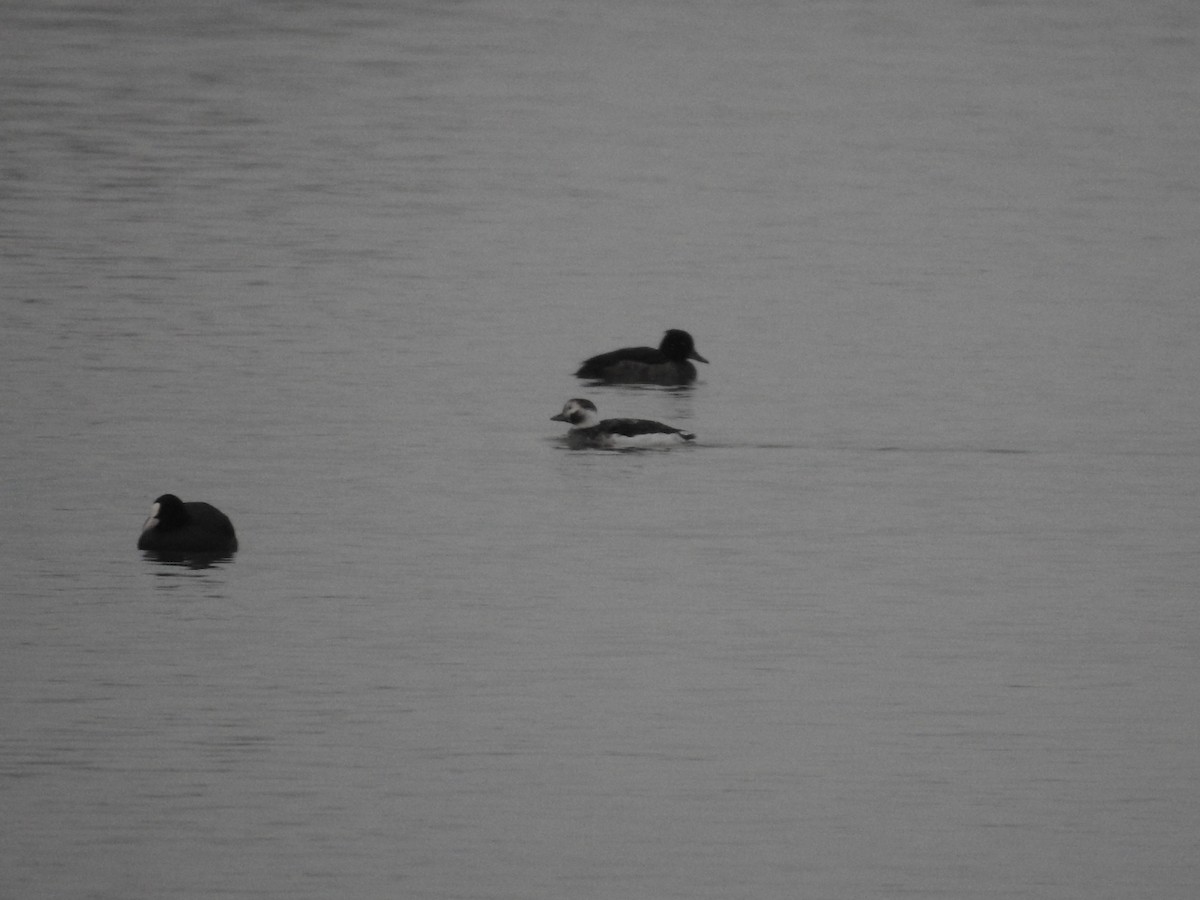 Long-tailed Duck - ML517029971