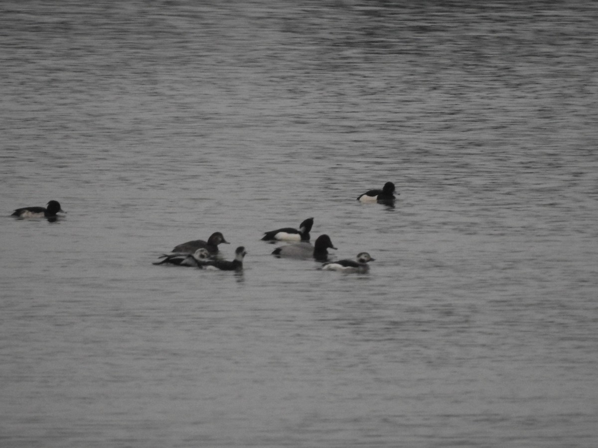 Long-tailed Duck - ML517029981