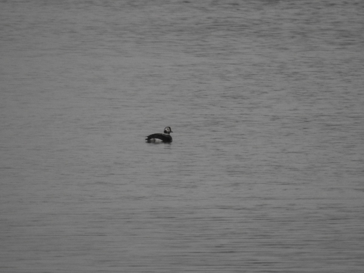 Long-tailed Duck - ML517029991