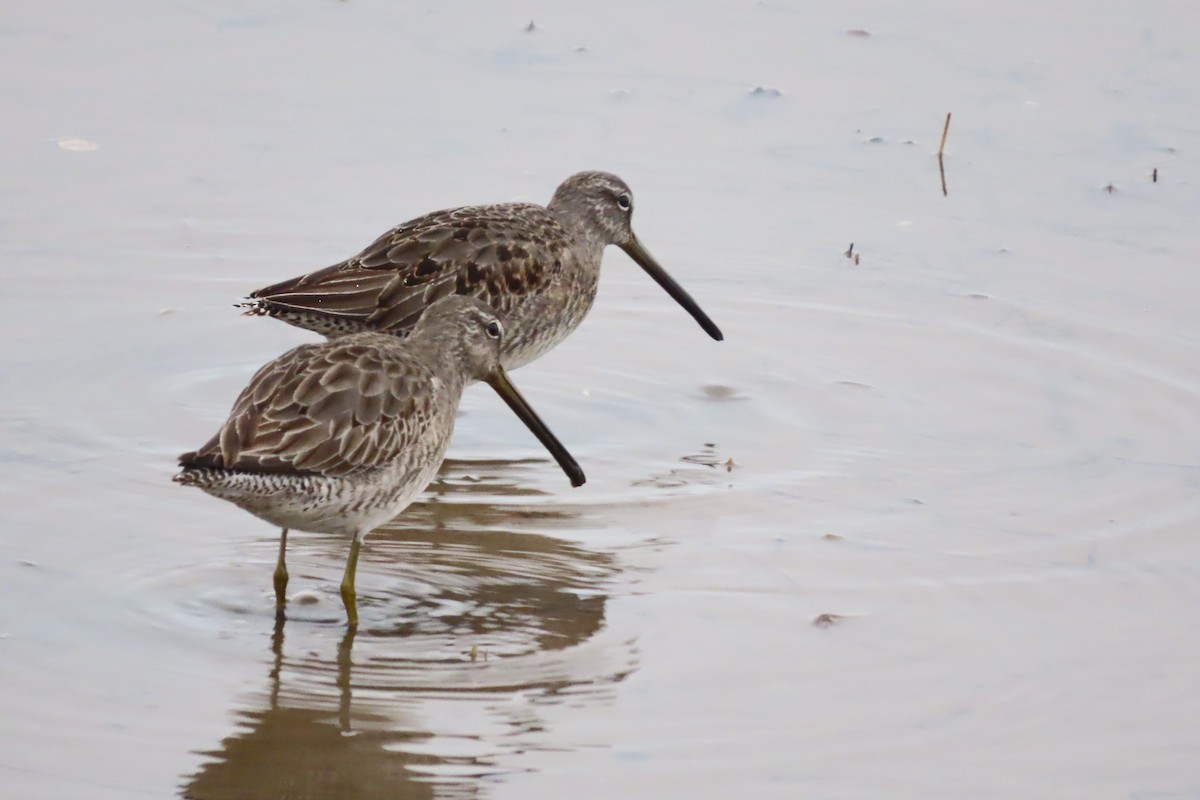 Long-billed Dowitcher - ML517036271