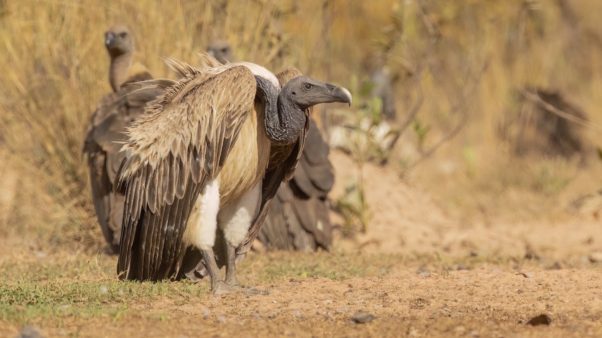Slender-billed Vulture - ML517036521