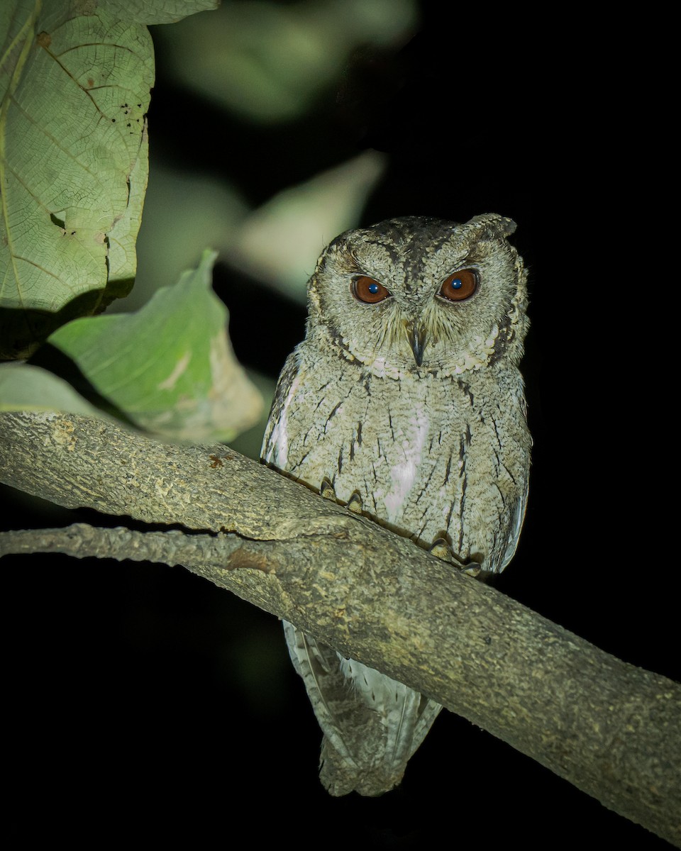 Indian Scops-Owl - Srinivas Mallela