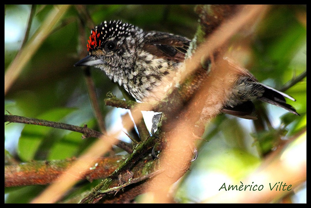 White-barred/Ocellated Piculet - ML51704111
