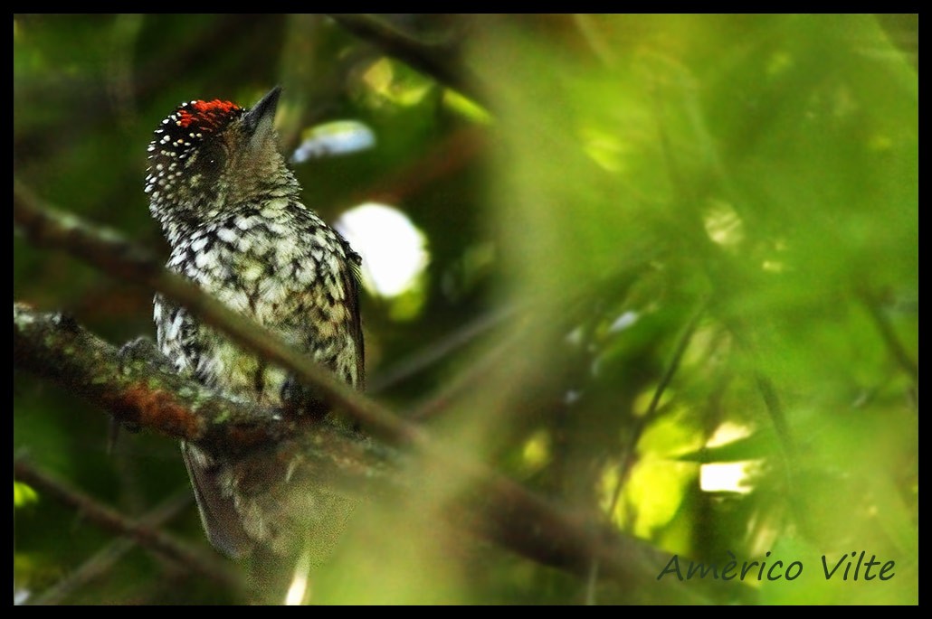 White-barred/Ocellated Piculet - ML51704141