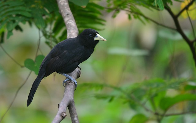 Yellow-billed cacique - eBird