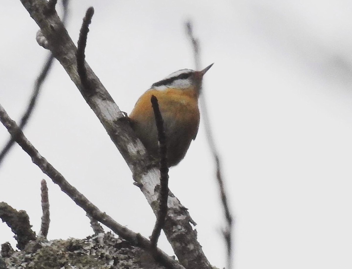 Red-breasted Nuthatch - ML517043281