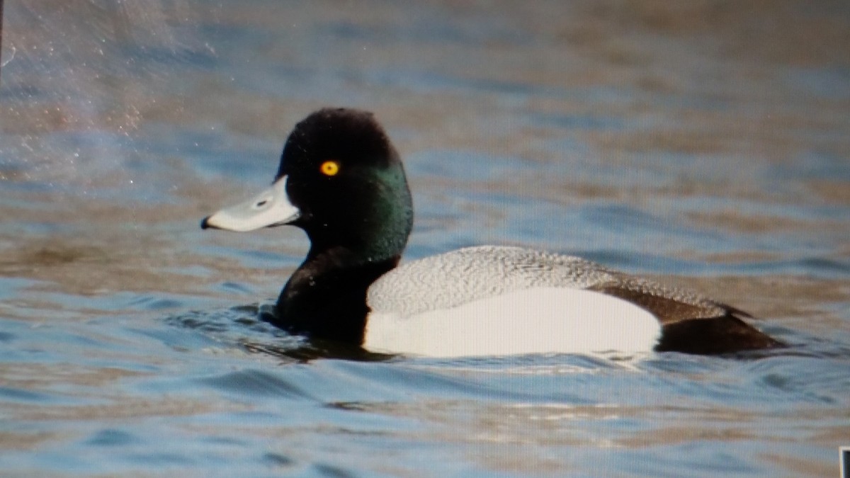 Greater Scaup - Amber Rodgers