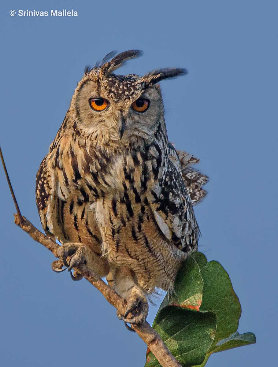 Rock Eagle-Owl - Srinivas Mallela