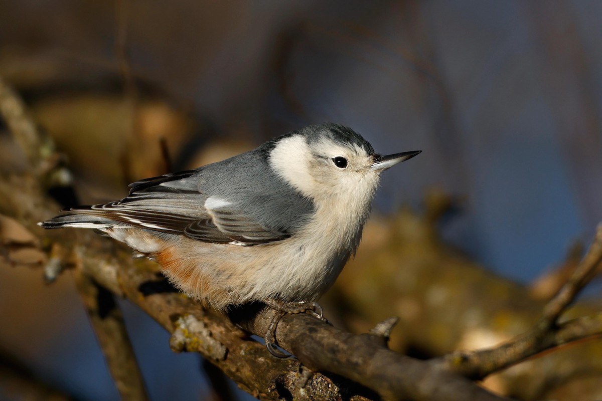 White-breasted Nuthatch - ML517051051
