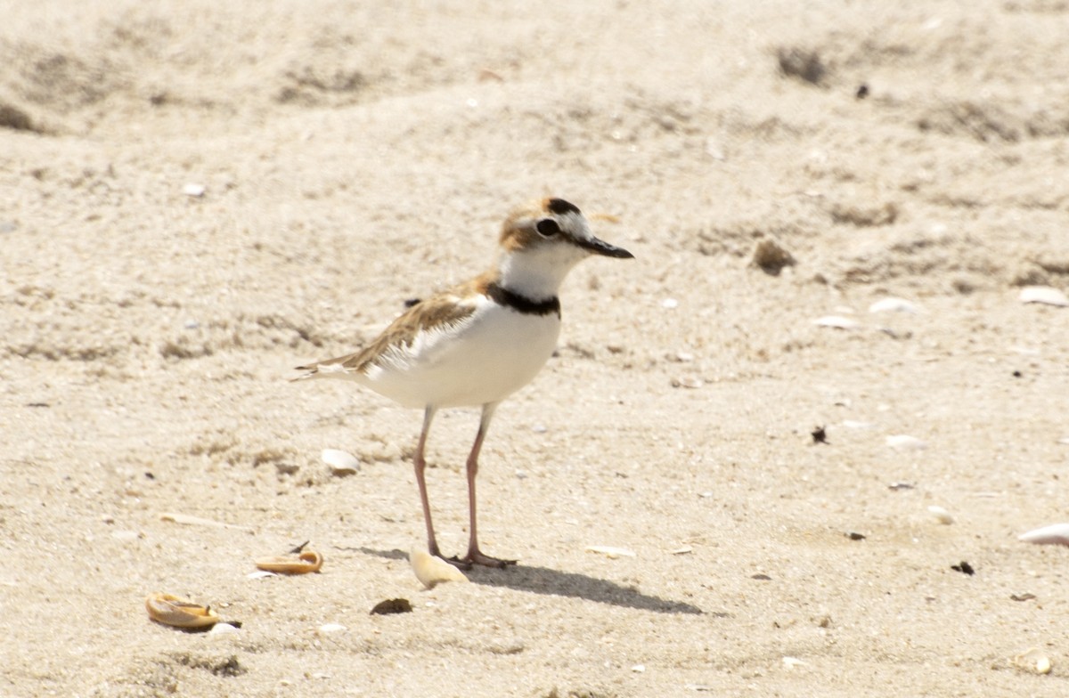 Collared Plover - ML517051841