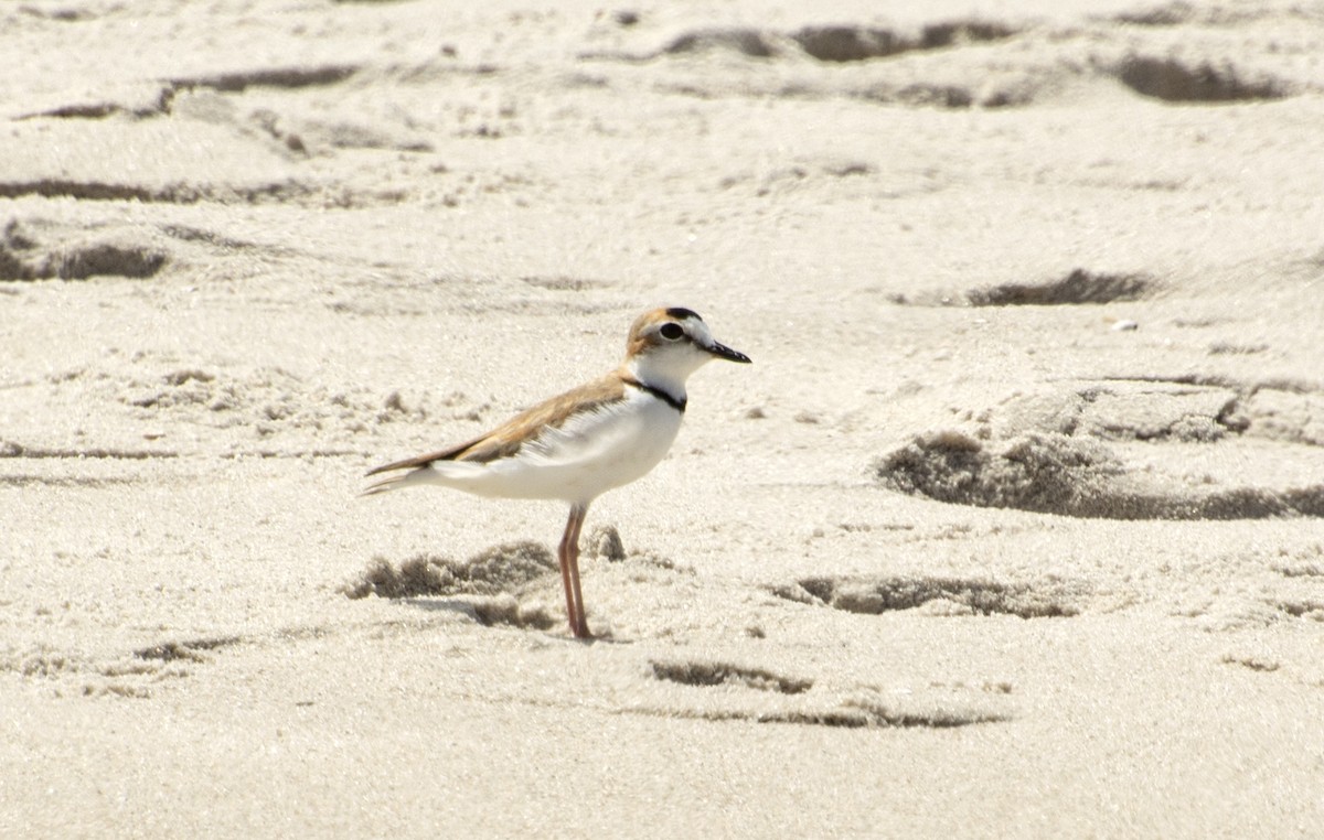 Collared Plover - ML517051851