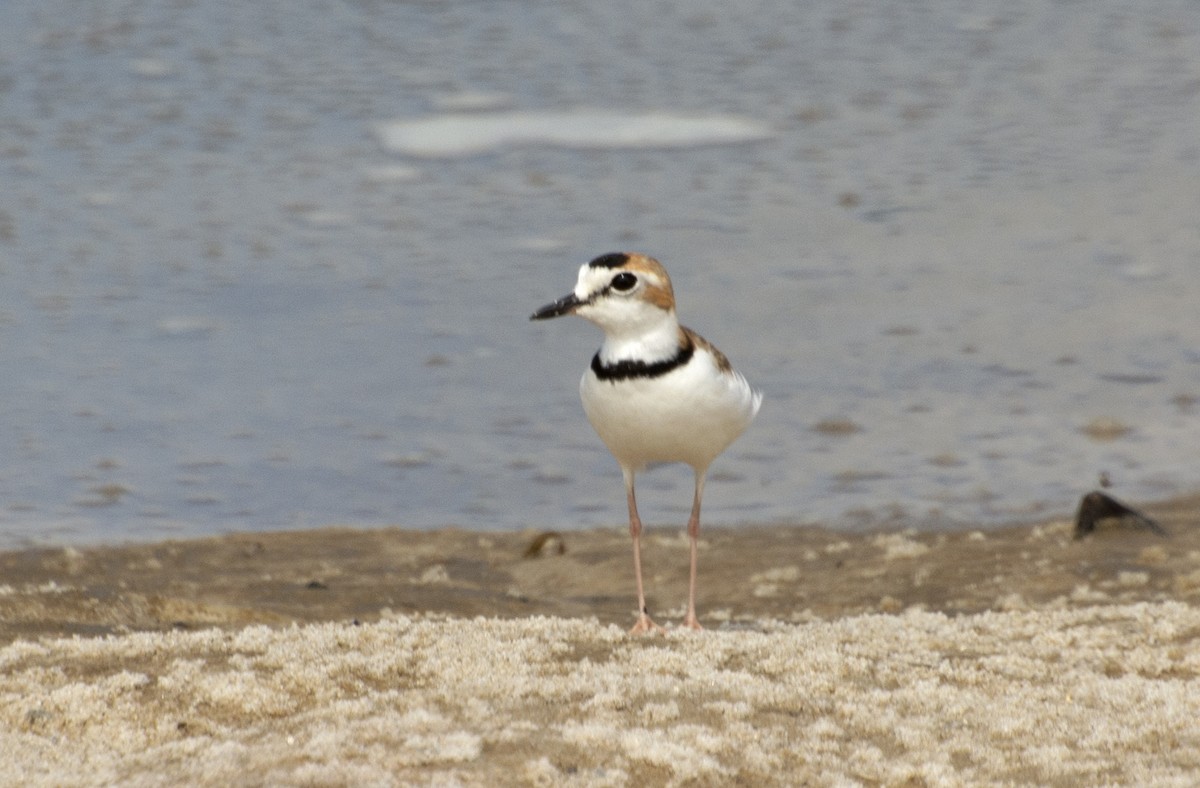Collared Plover - ML517051871