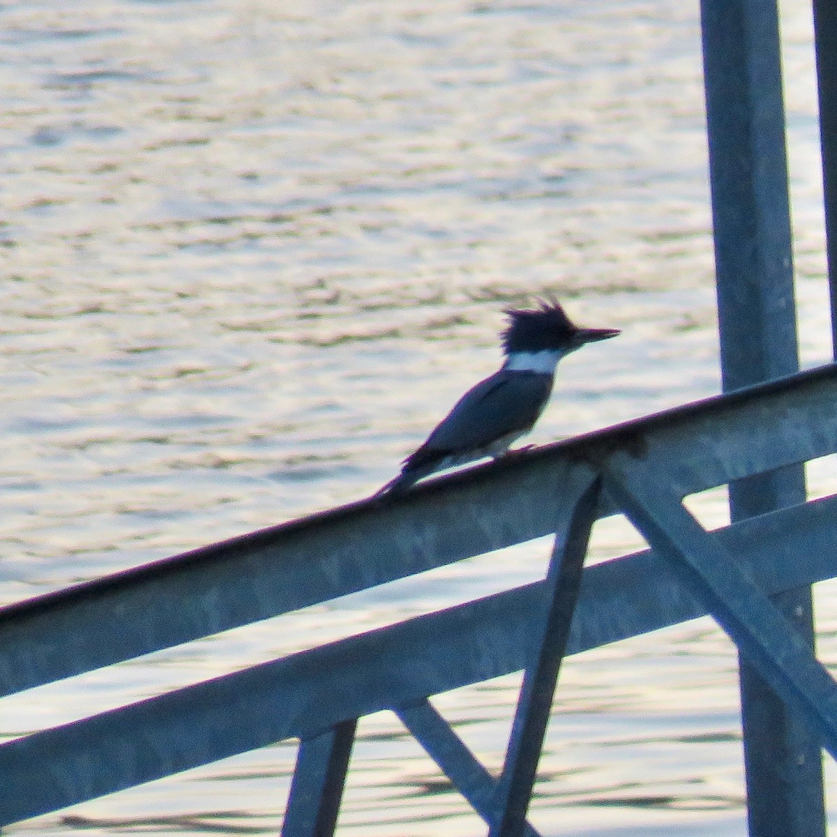 Belted Kingfisher - ML51705241