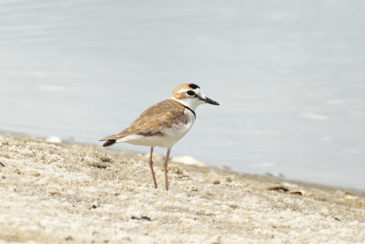 Collared Plover - ML517052531