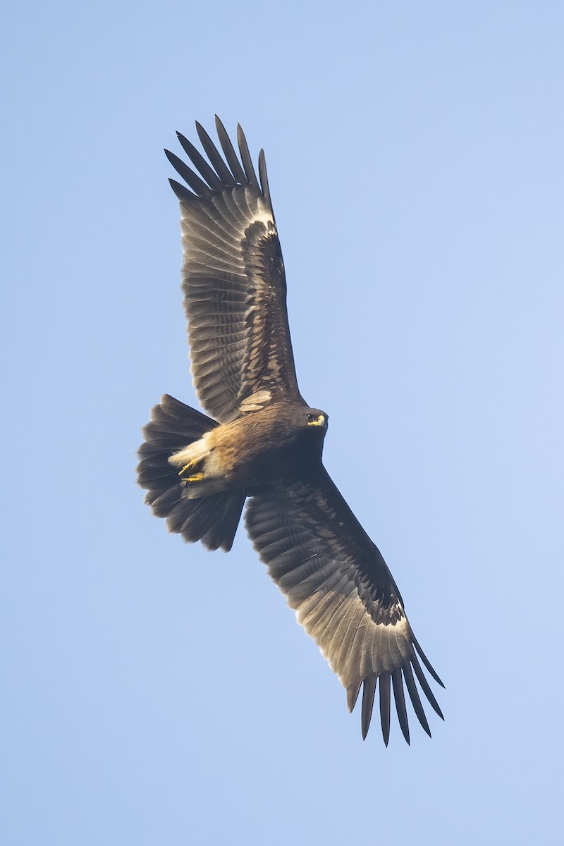 Greater Spotted Eagle - ML517053071