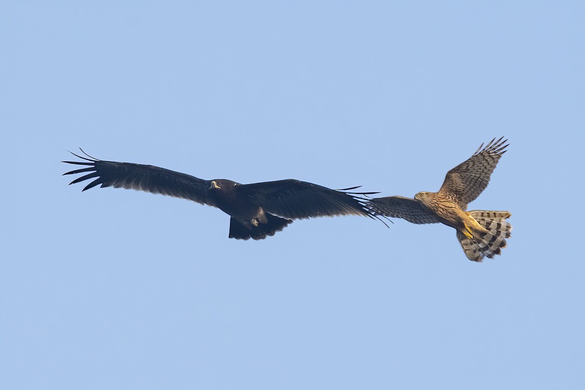 Greater Spotted Eagle - ML517053091