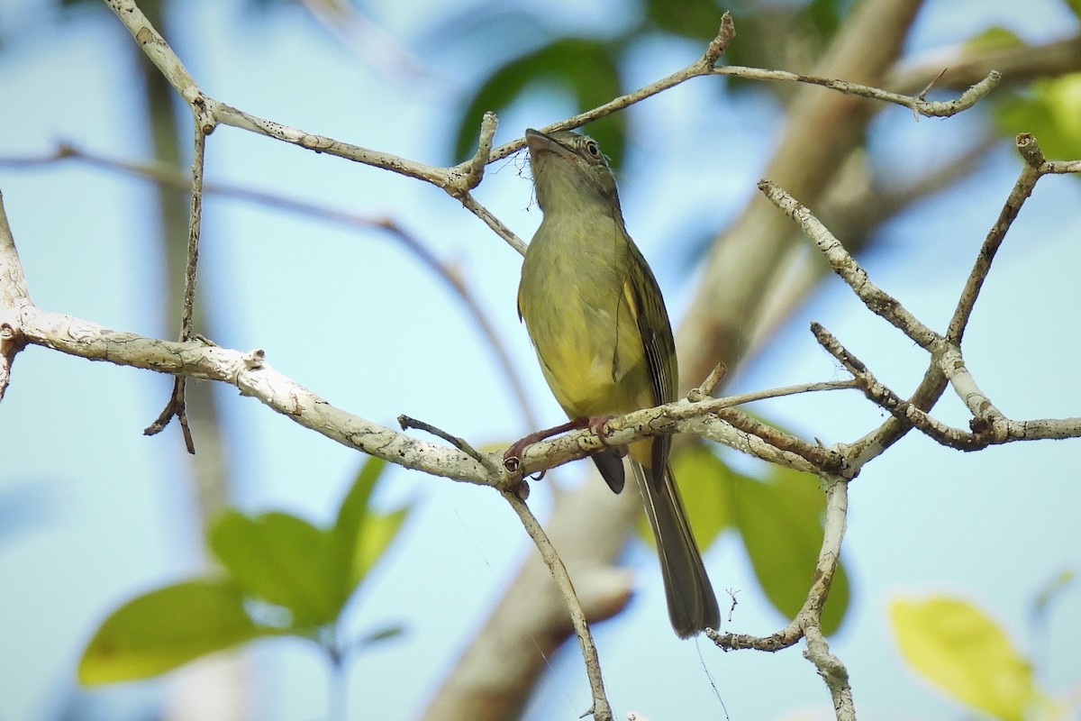 Yellow-olive Flycatcher (Gray-headed) - ML517053611