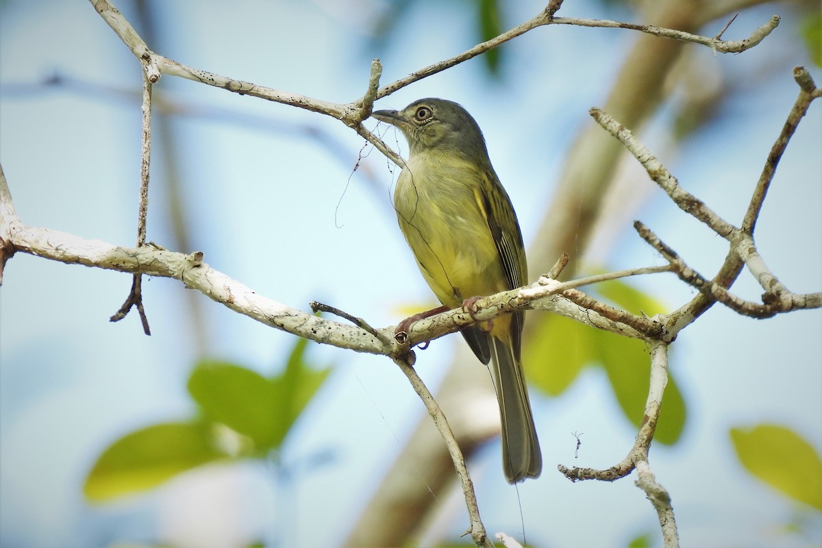 Yellow-olive Flycatcher (Gray-headed) - ML517053651