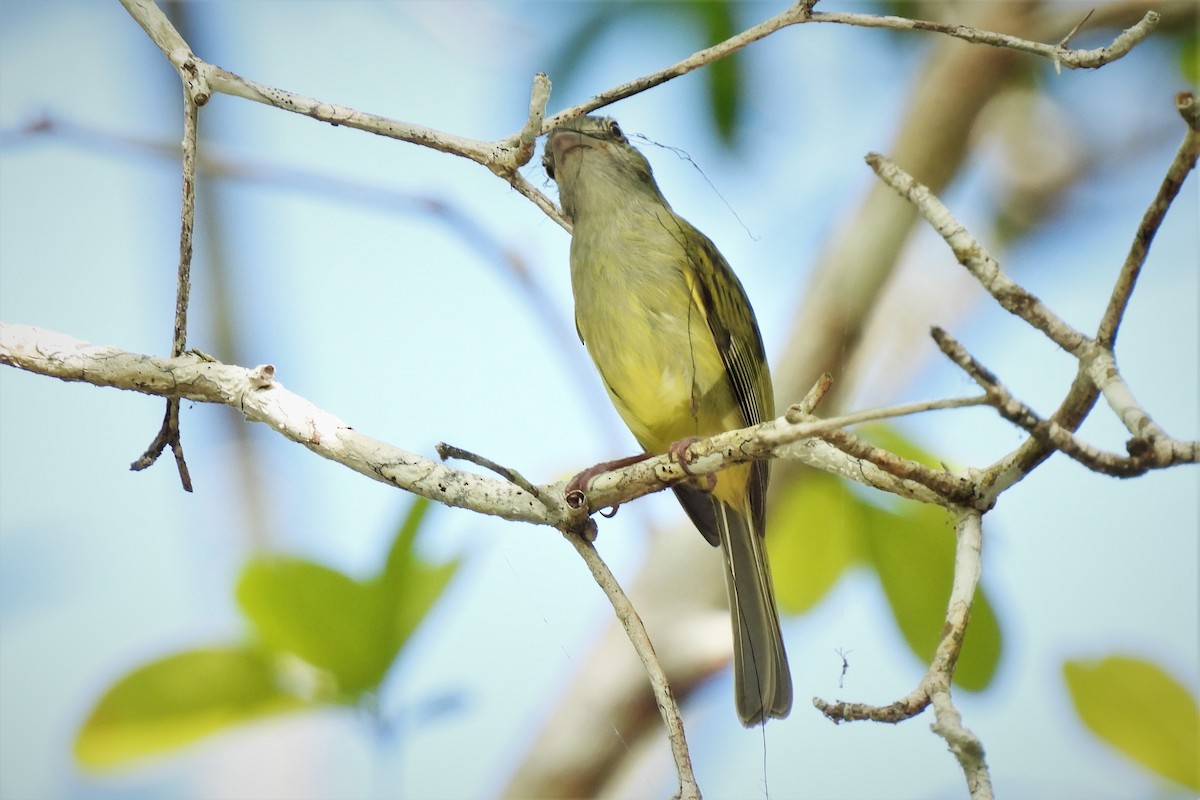 Yellow-olive Flycatcher (Gray-headed) - ML517053661