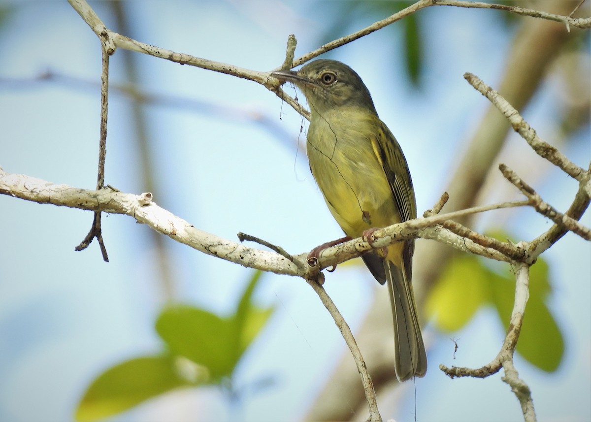 Yellow-olive Flycatcher (Gray-headed) - ML517053681