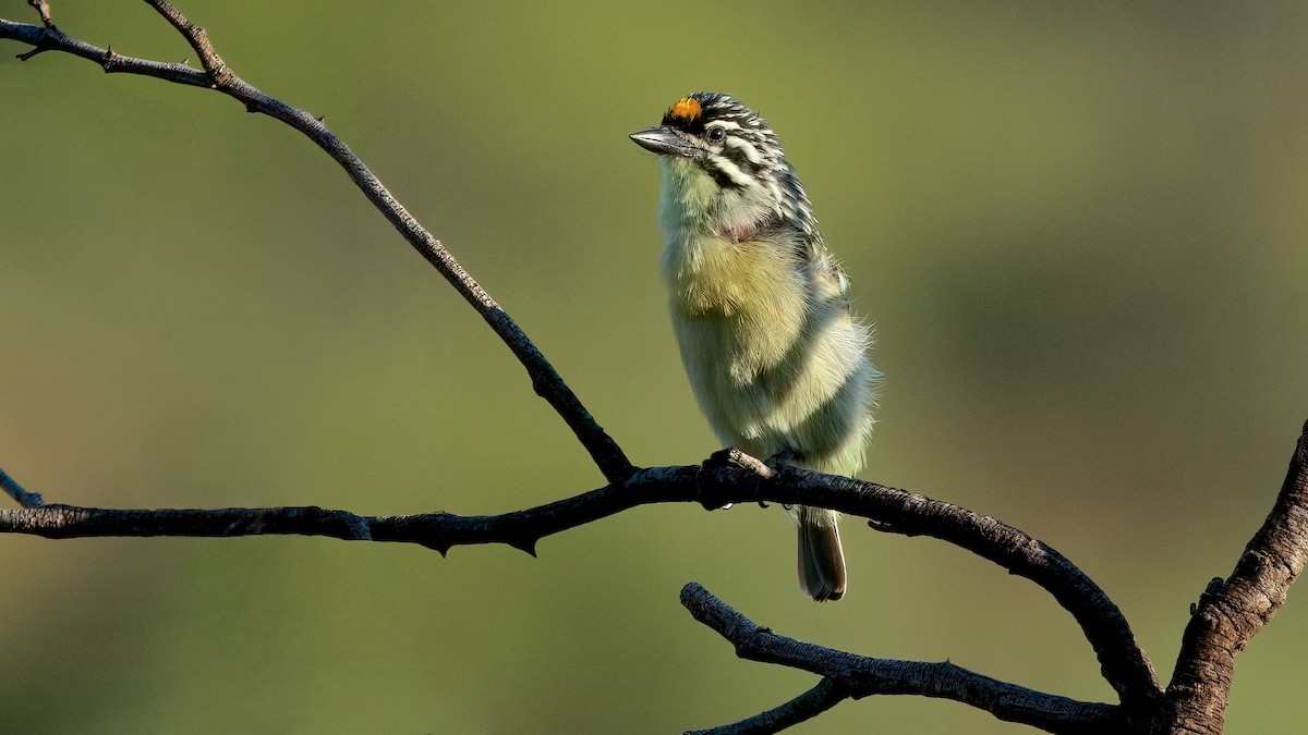 Yellow-fronted Tinkerbird - Robert Graham