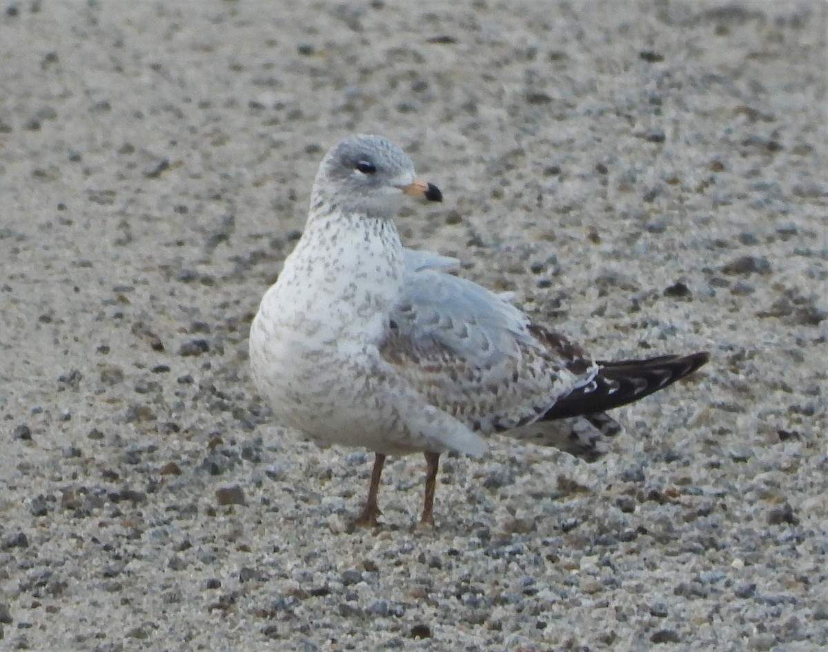 Ring-billed Gull - Pair of Wing-Nuts