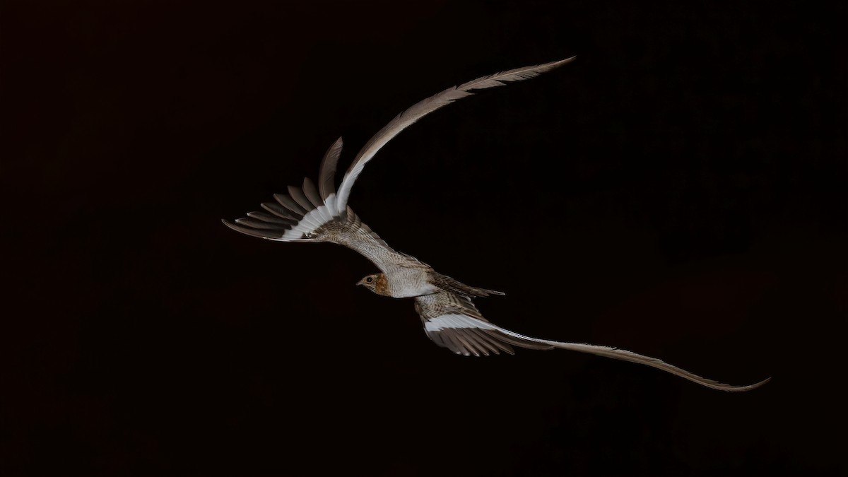 Pennant-winged Nightjar - ML517056011
