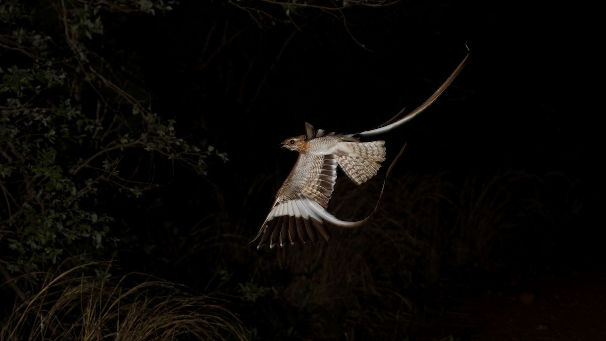 Pennant-winged Nightjar - ML517056071