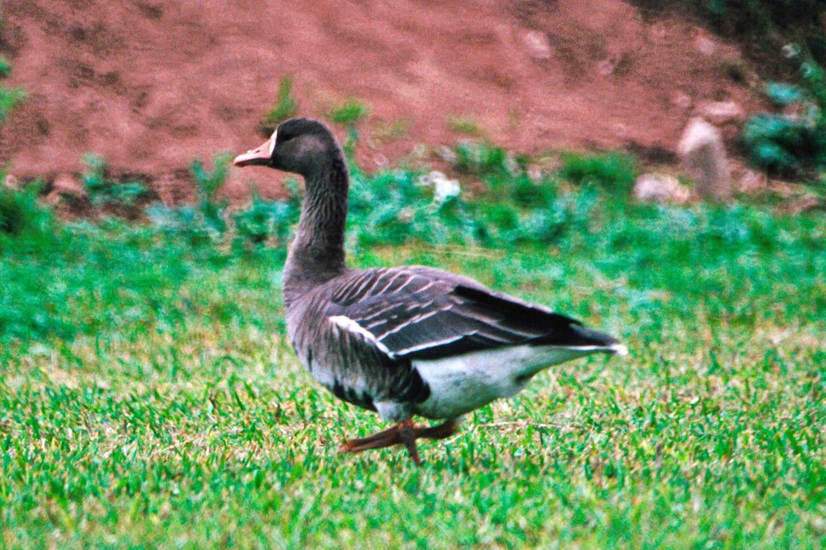 Greater White-fronted Goose (Greenland) - ML51705691