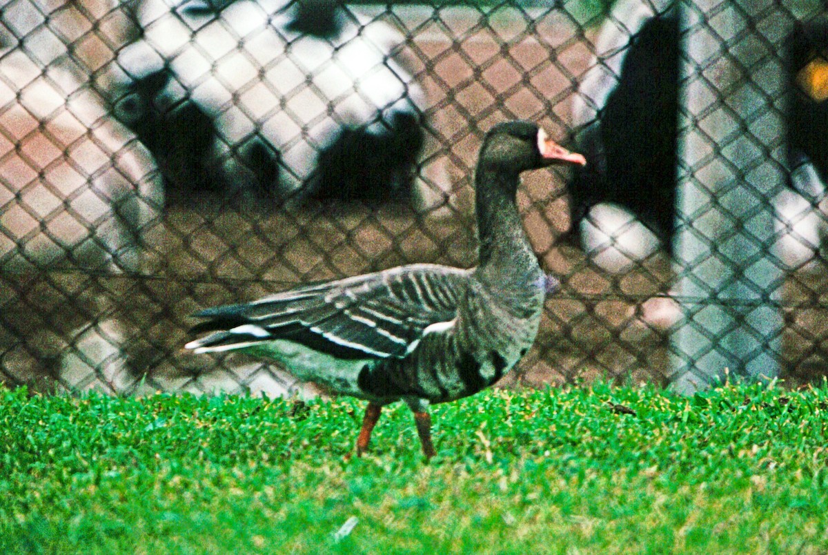Greater White-fronted Goose (Greenland) - ML51705711