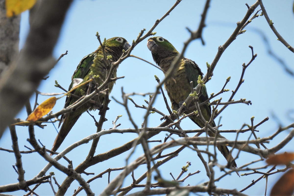 Olive-throated Parakeet (Aztec) - ML517057241