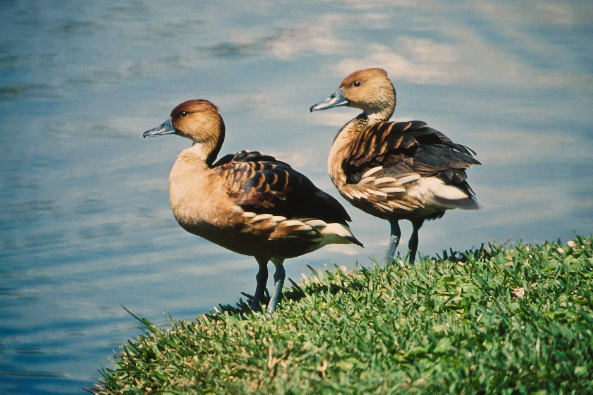 Fulvous Whistling-Duck - ML51706081