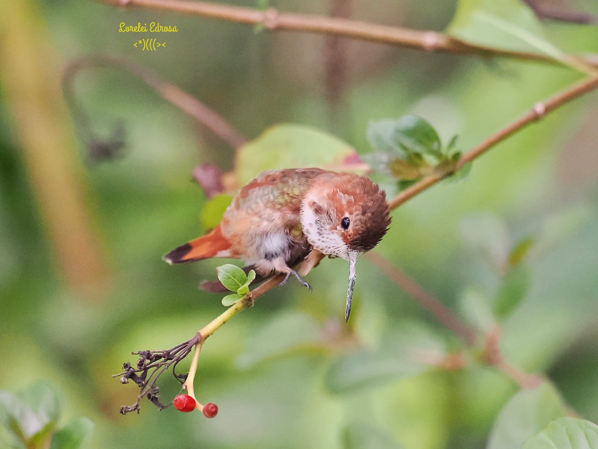 Rufous Hummingbird - Lorelei Edrosa