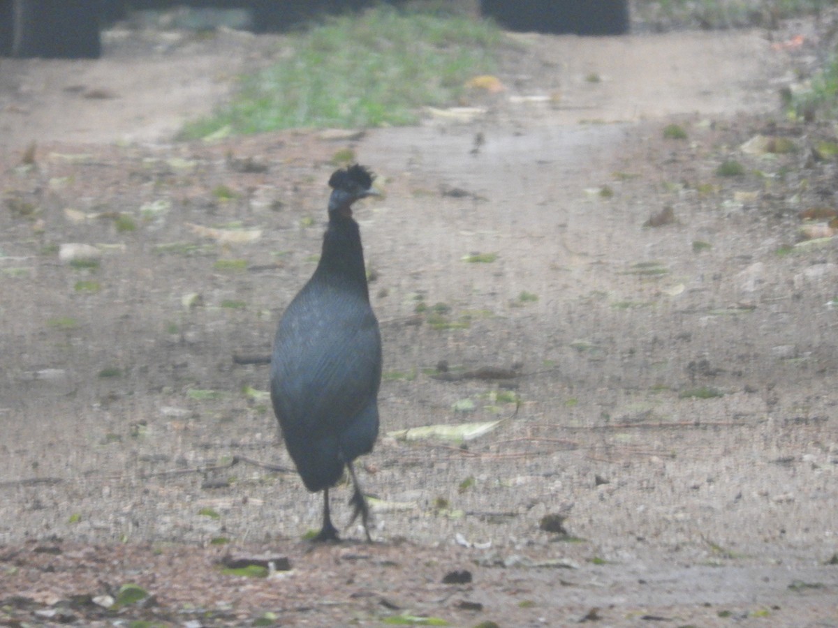 Western Crested Guineafowl - ML517074311