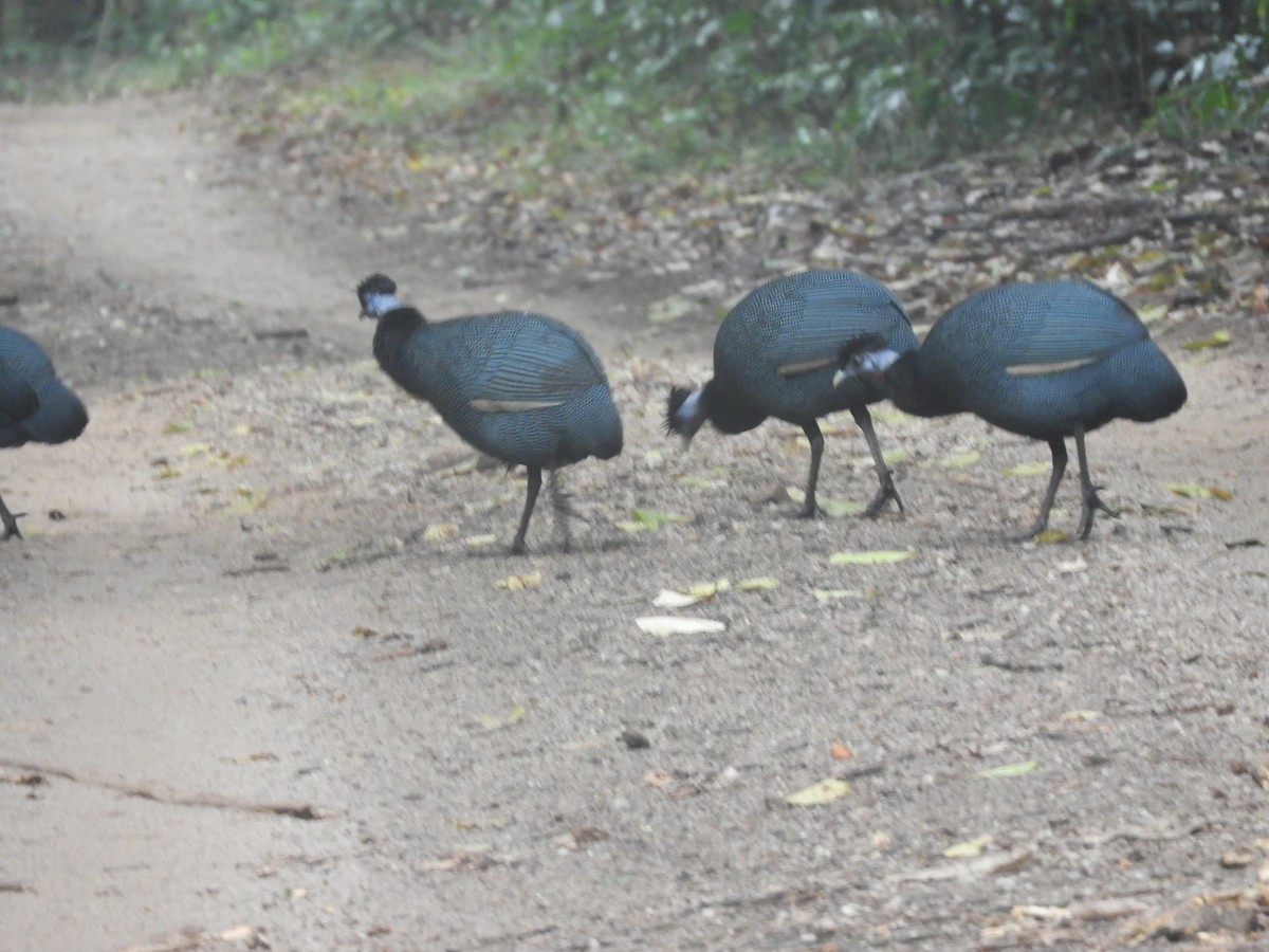 Western Crested Guineafowl - ML517074621