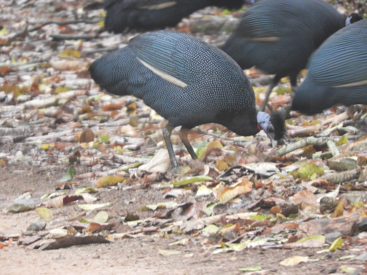 Western Crested Guineafowl - ML517074991