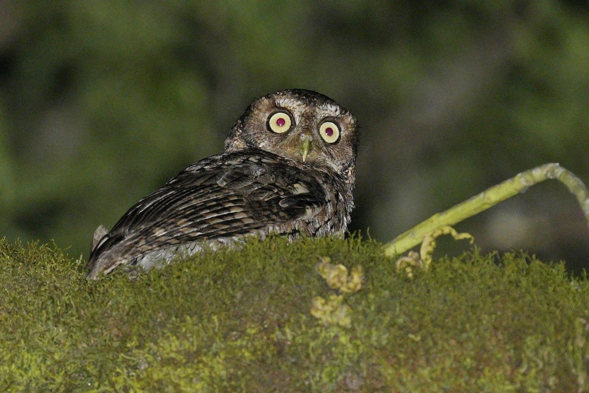 Montane Forest Screech-Owl - ML517075011