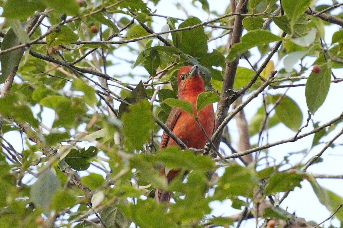 Hepatic Tanager - ML517075471