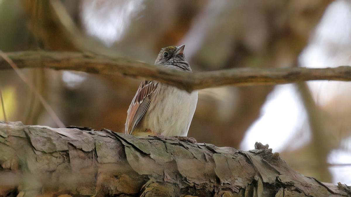 Dark-eyed Junco x White-throated Sparrow (hybrid) - Kelly Panneck