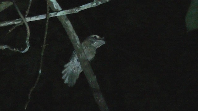 Marbled Frogmouth - ML517076911